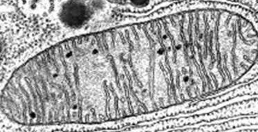 mitochondria picture